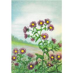 1920's New England Aster, Michaelmas Daisy Color Lithograph Print