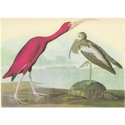 c1946 Audubon Print, #397 Scarlet Ibis