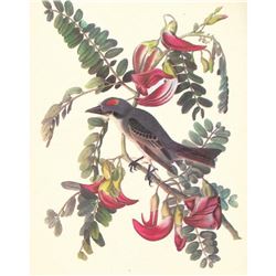 c1950 Audubon Print, Gray Kingbird