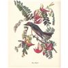Image 2 : c1950 Audubon Print, Gray Kingbird