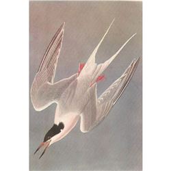 c1950 Audubon Print, Roseate Tern