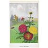Image 2 : 1920's Dahlia Color Lithograph Print