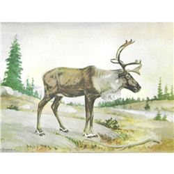 1920's Caribou Color Lithograph Print