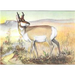 1920's Antelope Color Lithograph Print