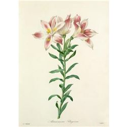 After Pierre-Jospeh Redoute, Floral Print, #2 Alstroemeria Pelegrina