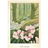 Image 2 : 1920's Laurel Color Lithograph Print