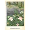 Image 2 : 1920's Rhododendron Color Lithograph Print