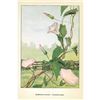 Image 2 : 1920's Morning-Glory Color Lithograph Print