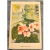 Image 2 : 1920's Begonia Color Lithograph Print