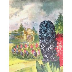 Hyacinth, 1926 Nature Library Color Illustration, Lithograph Print