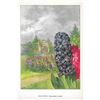 Image 2 : Hyacinth, 1926 Nature Library Color Illustration, Lithograph Print
