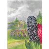 Image 3 : Hyacinth, 1926 Nature Library Color Illustration, Lithograph Print