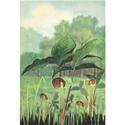 1920's Jack-In-The-Pulpit Color Lithograph Print