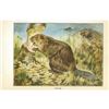 Image 2 : 1920's Beaver Color Lithograph Print