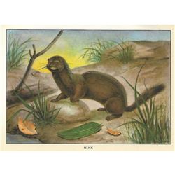 1920's Mink Color Lithograph Print