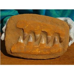 Mosasaur Dinosaur Jaw Section, Fine Display Speciment