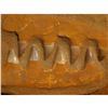 Image 2 : Mosasaur Dinosaur Jaw Section, Fine Display Speciment