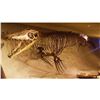 Image 3 : Mosasaur Dinosaur Jaw Section, Fine Display Speciment