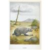 Image 2 : 1920's Badger Color Lithograph Print