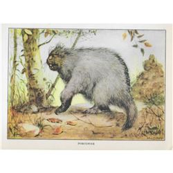 1920's Porcupine Color Lithograph Print