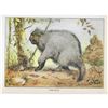 Image 1 : 1920's Porcupine Color Lithograph Print
