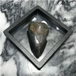 Prehistoric Megalodon Shark Tooth, Artifact, Display