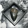 Image 1 : Prehistoric Megalodon Shark Tooth, Artifact, Display