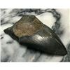 Image 2 : Prehistoric Megalodon Shark Tooth, Artifact, Display