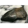 Image 3 : Prehistoric Megalodon Shark Tooth, Artifact, Display