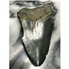 Image 4 : Prehistoric Megalodon Shark Tooth, Artifact, Display