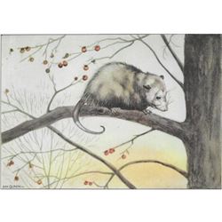 1920's Color Lithograph Print, Opossum