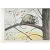 Image 2 : 1920's Color Lithograph Print, Opossum
