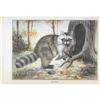 Image 2 : 1920's Color Lithograph Print, Raccoon