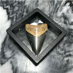 Prehistoric Megalodon Shark Tooth, Display Artifact