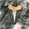 Image 3 : Prehistoric Megalodon Shark Tooth, Display Artifact