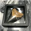 Image 4 : Prehistoric Megalodon Shark Tooth, Display Artifact