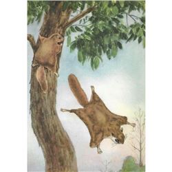 1920's Flying Squirrel Color Lithograph Print