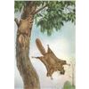 Image 1 : 1920's Flying Squirrel Color Lithograph Print
