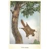 Image 2 : 1920's Flying Squirrel Color Lithograph Print