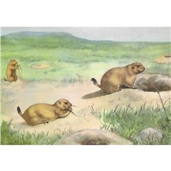 1920's Prairie Dog Color Lithograph Print