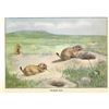 Image 2 : 1920's Prairie Dog Color Lithograph Print