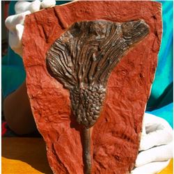 Highly Detailed Prehistoric Scyphocrinites Crinoid Fossil, 480 Million Years Old