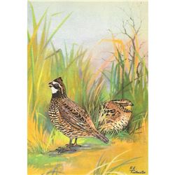 1920's Bob-White Color Lithograph Print