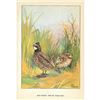 Image 2 : 1920's Bob-White Color Lithograph Print