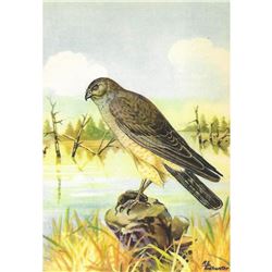 1920's Marsh Hawk Color Lithograph Print