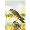 Image 1 : 1920's Marsh Hawk Color Lithograph Print