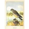 Image 2 : 1920's Marsh Hawk Color Lithograph Print