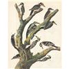 Image 1 : c1946 Audubon Print, #417 Two Woodpeckers