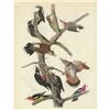 Image 1 : c1946 Audubon Print, #416 Five Woodpeckers
