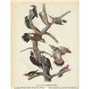 Image 2 : c1946 Audubon Print, #416 Five Woodpeckers